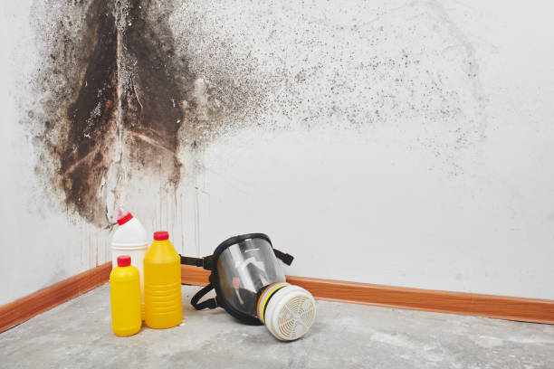 Best Best Mold Removal Companies  in Vernon Hls, IL