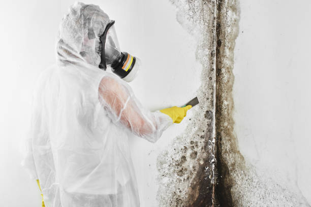Best Mold Removal Company Near Me  in Vernon Hls, IL