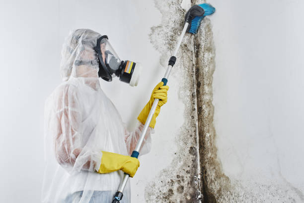 Mold Removal and Inspection in Vernon Hills, IL