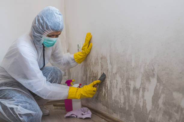 Best Attic Mold Removal  in Vernon Hls, IL