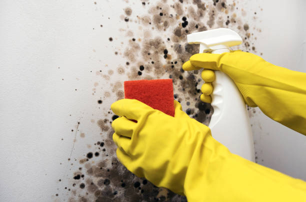Best Certified Mold Removal  in Vernon Hls, IL