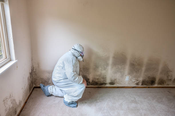 Best Commercial Mold Removal  in Vernon Hls, IL