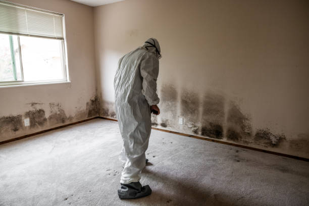 Best Home Mold Removal  in Vernon Hls, IL