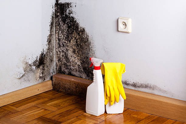 Office Mold Removal Services in Vernon Hills, IL