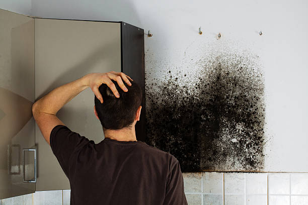 Best Residential Mold Removal  in Vernon Hls, IL