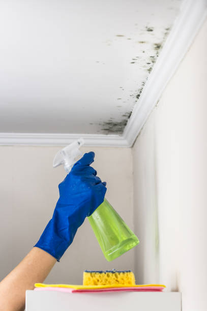 Best Mold Remediation Experts  in Vernon Hls, IL